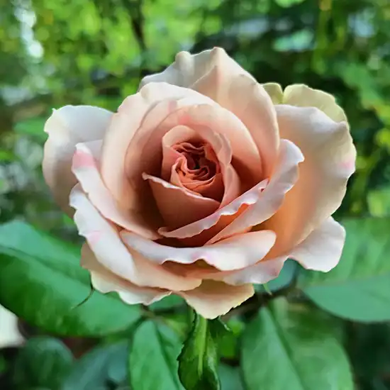 Rosa Caffe Latte™ - orange - maro - trandafir pentru straturi Floribunda